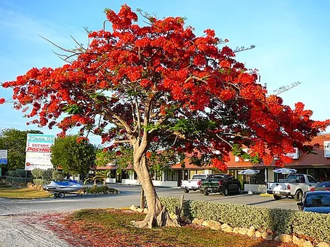 flame tree: any tree or shrub with yellow or bright red flowers from several species including