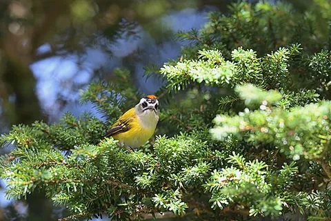 flamecrest: a bird of the species Regulus goodfellowi, native to the mountains of Taiwan
