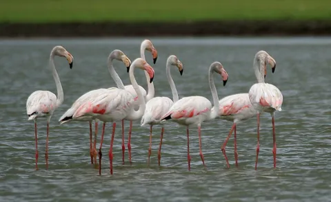 flamingo: a wading bird of the family Phoenicopteridae of the order Phoenicopteriformes