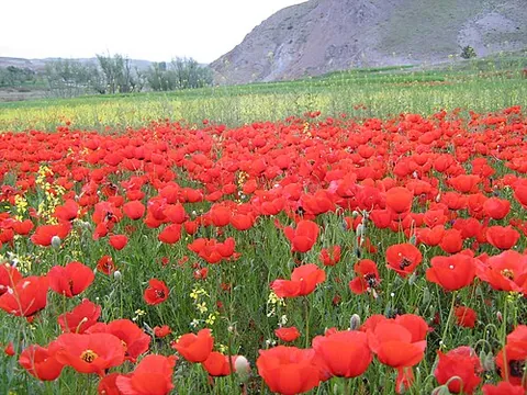 flanders poppy: the common poppy (Papaver rhoeas), widespread in western Eurasia and North Africa, formerly a...