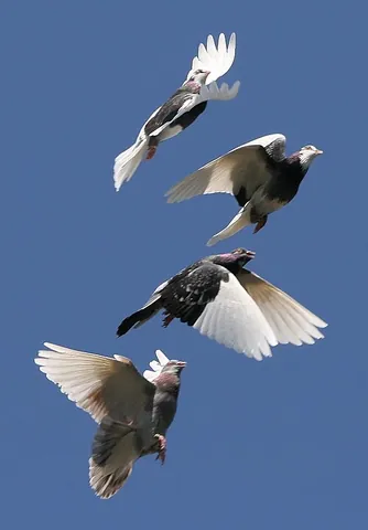 flap: anything broad and flexible that hangs loose, or that is attached by one side or end and is easily...