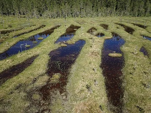 flark: a depression or hollow within a bog