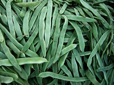 flat bean: the immature and green edible pod of a variety of the common bean, Phaseolus vulgaris, that has...