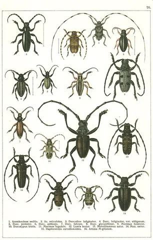 flat-faced longhorn: any beetle of the subfamily Lamiinae