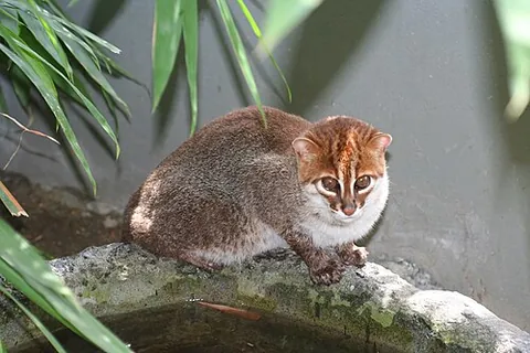 flat-headed cat: prionailurus planiceps, a small wild cat patchily distributed in the Thai-Malay Peninsula, Borneo...