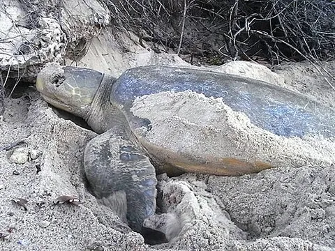 flatback: a chelonid turtle, Natator depressus, with low-domed carapace, endemic to the continental shelf of...