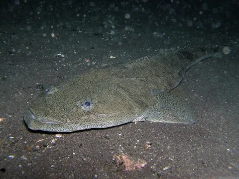 flathead: any fish in the family Platycephalidae