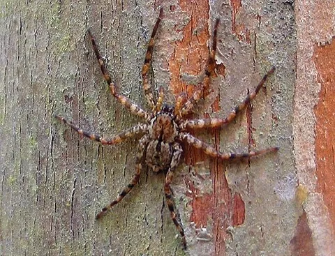 flattie spider: any of the wall crab spiders, which constitute family Selenopidae