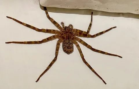 flattie: a flattie spider, generally in the family Selenopidae, so called because of its flattened,...