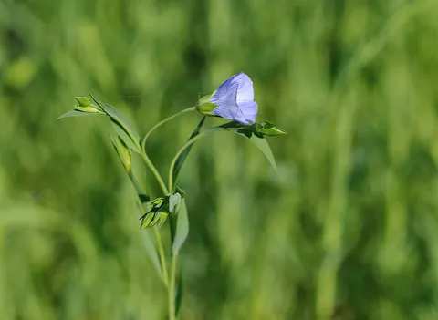 flax: a plant of the genus Linum, especially Linum usitatissimum, which has a single, slender stalk,...