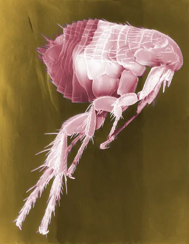 flea: a small, wingless, parasitic insect of the order Siphonaptera, renowned for its bloodsucking habits...