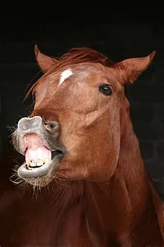 flehmen response: a behavior in which an animal curls back its upper lip exposing its front teeth, inhales with the...