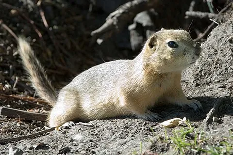 flickertail: the North American ground squirrel, Citellus richardsoni