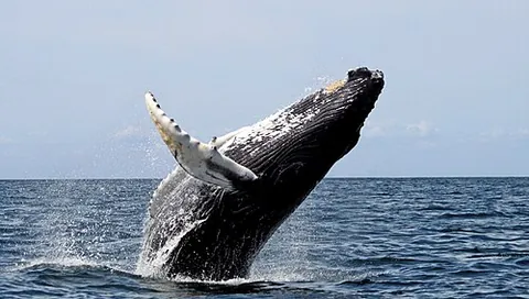 flipper: in marine mammals such as whales (or other secondarily aquatic animals such as sea turtles), a...