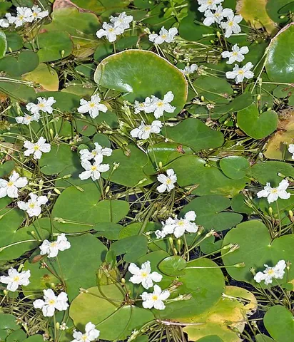 floating heart: an aquatic flowering plant of the genus Nymphoides, having heart-shaped leaves that float on the...