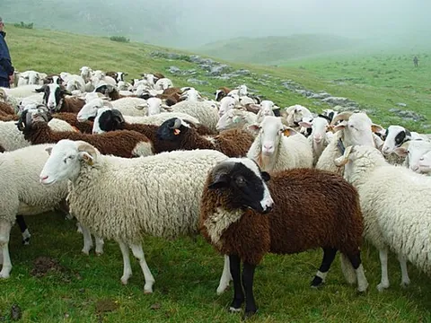 flock: a large number of animals associated together in a group; commonly used of sheep, but (dated) also...