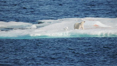 floe: a low, flat mass of floating ice