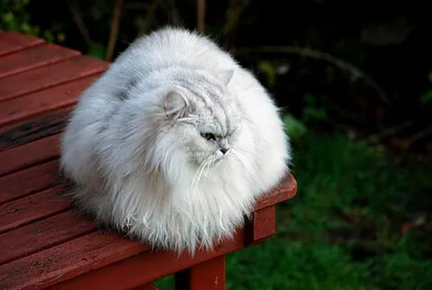 floof: to make something fluffy; to fluff (up)
