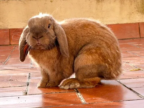 flop-eared: having ears that flop, having long ears which hang down loosely