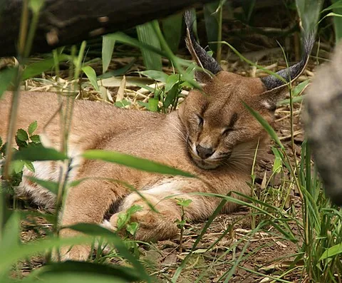 floppa: a caracal (Caracal caracal), especially one kept as an exotic pet