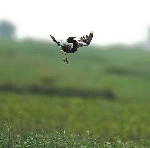 florican: either of two species in the bustard family Otididae, Houbaropsis bengalensis or Sypheotides indicus
