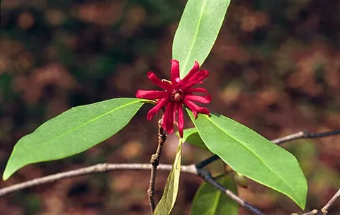 florida anise: a tall, evergreen American shrub (Illicium floridanum), having red star-shaped flowers and a strong...