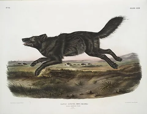 florida black wolf: an extinct subspecies of Canis lupus that was endemic to Florida