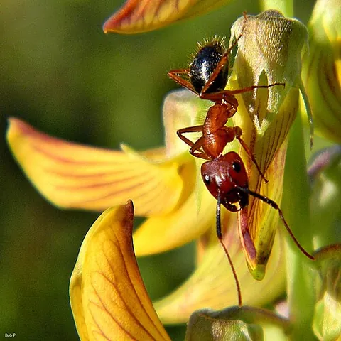 florida carpenter ant: an ant of the species Camponotus floridanus, found in the southern United States