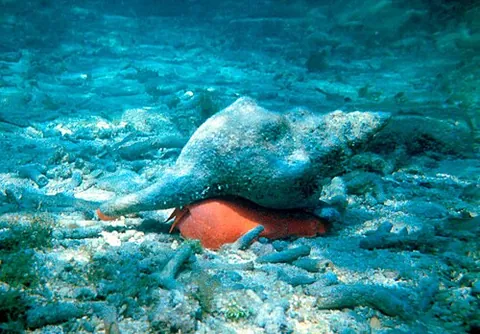 florida horse conch: a large predatory snail, of species Triplofusus giganteus, native to the Gulf of Mexico, the...
