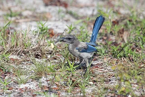 florida scrub jay: aphelocoma coerulescens, native to central Florida