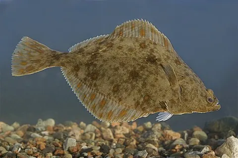flounder: a European species of flatfish having dull brown colouring with reddish-brown blotches; fluke,...