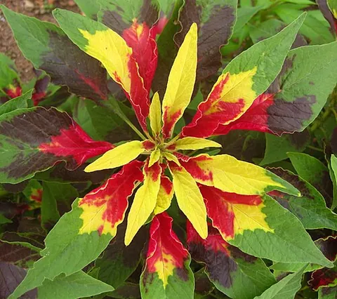 flower-gentle: a species of amaranth (Amaranthus tricolor)
