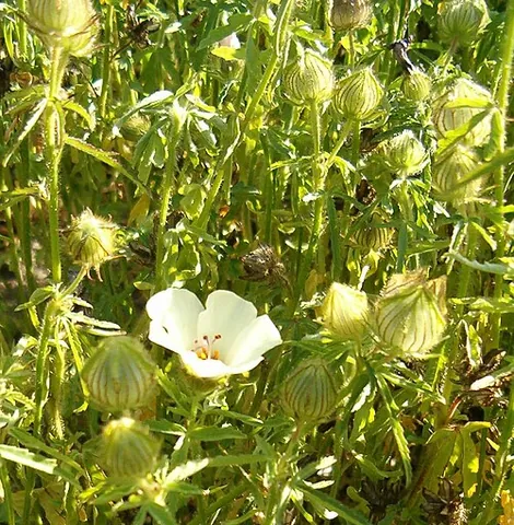 flower-of-an-hour: the plant Hibiscus trionum