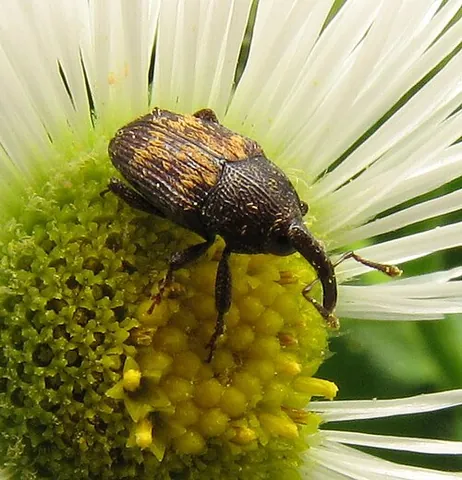 flower weevil: any weevil of the subfamily Baridinae, sometimes found around flowers
