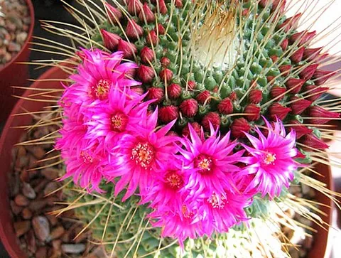 flower: a colorful, conspicuous structure associated with angiosperms, frequently scented and attracting...