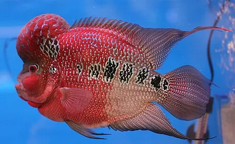 flowerhorn: a brightly-coloured ornamental cichlid with a distinctive nuchal hump