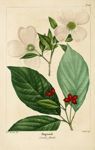 flowering dogwood: cornus florida, a species of flowering plant native to North America