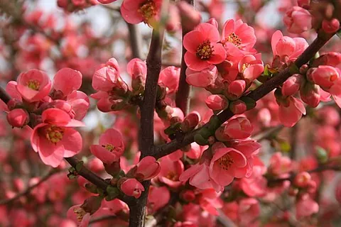 flowering quince: any of several plants of Chaenomeles, native from Bhutan to Japan, introduced elsewhere as...