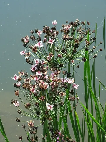flowering rush: butomus umbellatus, native in Eurasia, considered invasive in North America