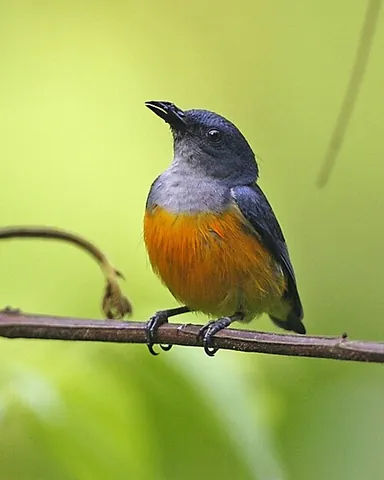 flowerpecker: any member of the family Dicaeidae of passerine birds, many of which feed on nectar