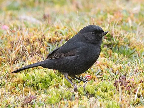 flowerpiercer: any of the tropical birds in the genus Diglossa, found in Central and South America