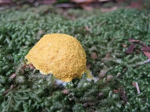 flowers of tan: fuligo septica (scrambled egg slime mold)