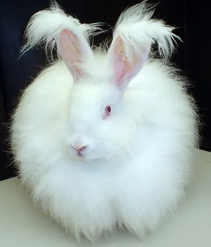 fluff: anything light, soft or fuzzy, especially fur, hair, feathers
