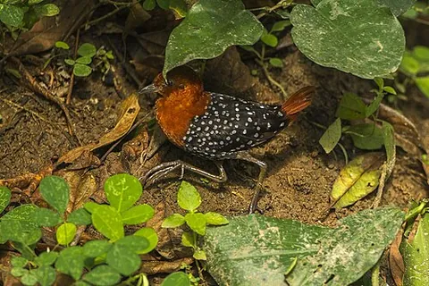 flufftail: any of nine species of bird in the genus Sarothrura, endemic to Africa