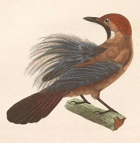 fluffy-backed tit-babbler: a bird found in Brunei, Indonesia, Malaysia, and Thailand (Macronus ptilosus.)