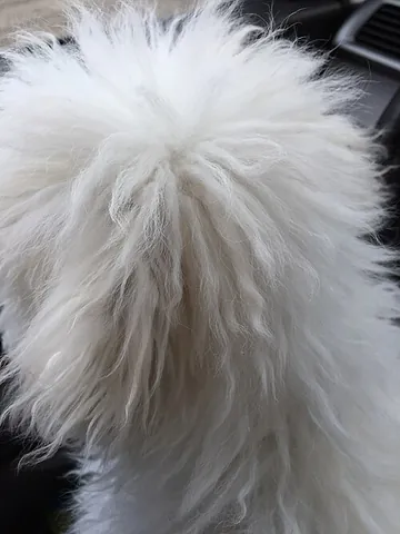fluffy: covered with fluff
