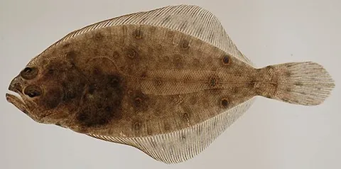 fluke: a lucky or improbable occurrence that could probably never be repeated