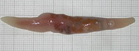 flukeworm: any usually parasitic worm in the class Trematoda