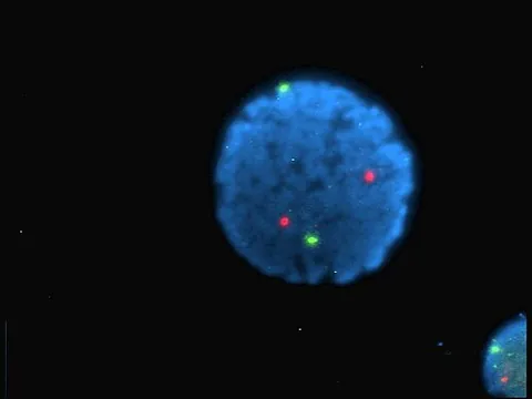 fluorophore: a molecule or functional group which is capable of fluorescence