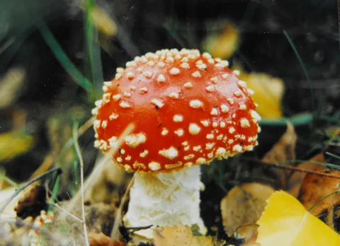 fly agaric: a poisonous and hallucinogenic mushroom, Amanita muscaria, with a large crimson cap, fading to...